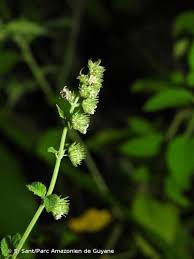Image result for Mesosphaerum pectinatum