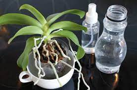 Despite some very extreme constipation stories, there's no need to worry about dying or having it's highly variable and people often know their own particular habits, he says. How To Water An Orchid Tips And Tricks Orchid Friends