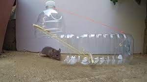 Want to know the best mouse trap options? 8 Genius Diy Mouse Traps That Will Fix Your Problem Beautyharmonylife