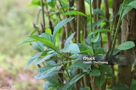 Image result for Vernonia adenocephala