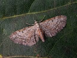 Image result for Eupithecia tenuiata