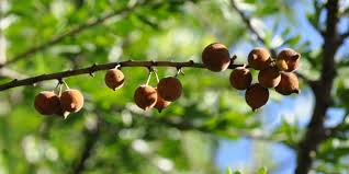 Image result for Boscia albitrunca