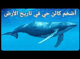 واكتشف العلماء بأن نبضات قلب الحوت الأزرق، أكبر الكائنات الحيّة على وجه الكوكب، يختلف عن قلوب الكائنات الأخرى. Ø§Ù„Ø­ÙˆØª Ø§Ù„Ø£Ø²Ø±Ù‚ Ø§ÙƒØ¨Ø± Ù‚Ù„Ø¨ ÙˆØ£Ø·ÙˆÙ„ Ù„Ø³Ø§Ù† ÙˆØ²Ù† ÙˆØ·ÙˆÙ„ Ø§Ù„Ø­ÙˆØª Ø§Ù„Ø§Ø²Ø±Ù‚ Youtube