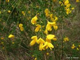 Permaculture Solutions For Scotch Broom Plants Forum At Permies