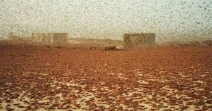 Image result for images The Plagues of Egypt