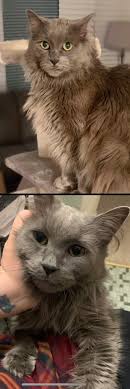 Found Cat at McDonald's in Shelby Township and Utica Michigan