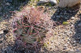 I take that cactus and swing it in people's eyes! Return To Tucson S Pima Prickly Park
