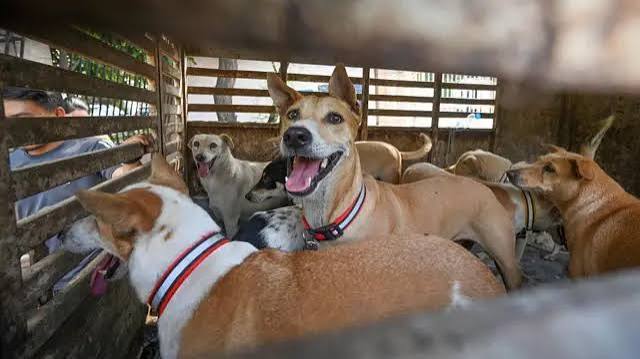 आवारा कुत्तों और मवेशियों पर सुप्रीम कोर्ट ने आदेश में क्या-क्या कहा - BBC News हिंदी