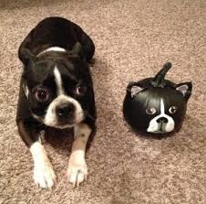 Exploit our puppy search or relaxed peruse our. 4 Best Boston Terrier Breeders In Texas 2021 We Love Doodles