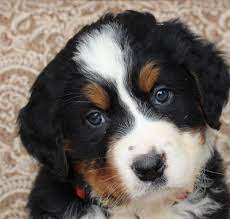 Buy and sell bernese mountain dog to buy on animals sale page: Meet Autumn A Beautiful Female Burnese Mountain Dog For Adoption At Vippuppies Com Visit Vippuppies Com For Additional P Dogs Puppies Burnese Mountain Dog