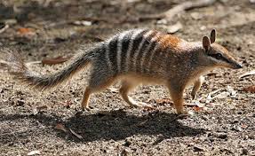 Southwest And South Australia Animals