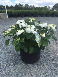 Bigleaf hydrangeas set their flower buds from late summer to early fall. Pin On My Love For Hydrangea