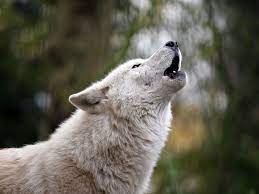 A Reader Had A Question About Barking Dogs No Not How To Get Them To Stop But Why Wolves Who Are The Dog Barking Dog Barking At Night Dog Training Barking
