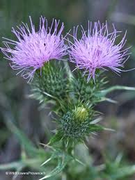 Image result for Cirsium
