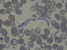 Pin On Endoparasitology