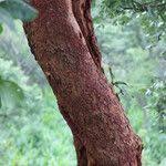 Image result for Ficus stuhlmannii