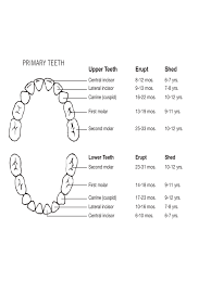 Teeth Chart 4 Free Templates In Pdf Word Excel Download