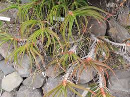Image result for Aloe inyangensis