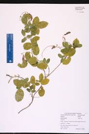 Image result for Galactia striata