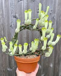Image result for Ceropegia circinata