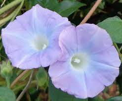Pin On Morning Glory
