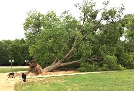 Have you ever considered planting a fruit tree in your yard? 10 Worst Trees For San Antonio Lawnstarter