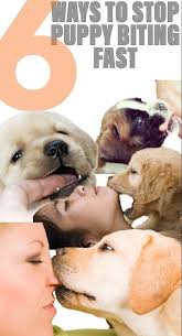 A common issue i see poor dog training advice given for is puppy biting, so i'm going to give you the most standardized professional advice possible. Stop Puppy Biting Puppy Training Biting Training Plans For Dogs Dog Training Stay Or Wait How To Tra Puppy Biting Puppy Training Biting Puppy Training