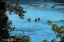 Birds Of Eastern Panhandle Wv Shenadoah Paddlers West Virginia West Virginia Image Shenandoah River