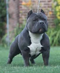 I See U Bully Breeds Dogs Bully Dog Bully Pitbull
