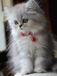 Sooo Fluffy Cutest Kittens Cats Kittens Cutest Cute Cats