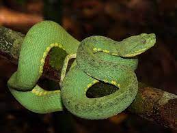 Green Jararaca Pit Viper Viper Snake