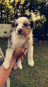 Aussiedor Puppy At 6 Weeks Old Puppy Training Cute Dogs Puppies