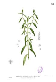 Image result for Sphenoclea zeylanica