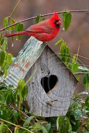 Image result for cardinal