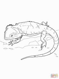 Bearded Dragon Coloring Pages Dragon Coloring Page Bearded Dragon Colors Bearded Dragon Tattoo
