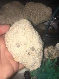 Coral reefs can recover if we take actions to keep beaches clean so paper or plastic bags don't end up in to survive, coral reefs need algae, sunlight, clear clean water, warm temperatures, and saltwater. How To Clean Salt Water Coral My Aquarium Club