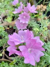 Image result for Malva