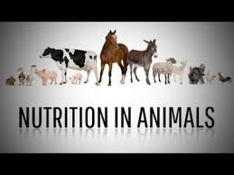 Resultado de imagen de vertebrate nutrition