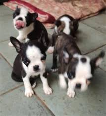 By adopting a puppy you get all the benefits of raising a puppy, plus the feel good of providing a home to an animal in need. Boston Terrier In Dogs And Puppies In Gauteng Junk Mail