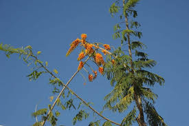 Image result for Colvillea