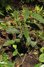 Image result for Pavetta decumbens