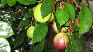 Image result for Chrysophyllum