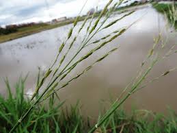 Image result for Oryza longistaminata