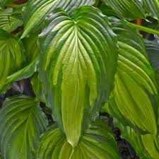 Choose your favorite plantain lily designs and purchase them as wall art, home decor, phone cases, tote bags, and more! Monday Friday 9 00 Am 6 00 Pm Saturday 9 00 Am 5 00 Pm Sunday 10 00 Am 5 00 Pm Ebert S Greenhouse Home Plants Annual Fall Mums And Asters Fruit And Vegetable Herb Perennial Rose Tree And Shrub Blog Events Gift Cards Kid S Korner