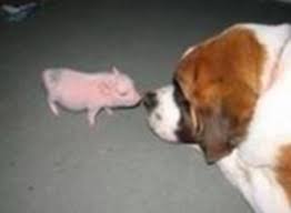 And, of course, there are the usual freak show advertisements. Realistic Growth Sizes Of Mini Pigs Mini Pig Info