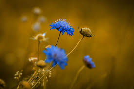 Free for commercial use no attribution required high quality images. 3083668 Blue Blue Flower Blue Flowers Caprifoliaceae Close Deaf Skabiose Evening Floral Photography Flower Flowers Meadow Natural Lawn Nature Plant Pointed Flower Scabiosa Columbaria Summer Summer Meadow Wallpaper Cool Wallpapers
