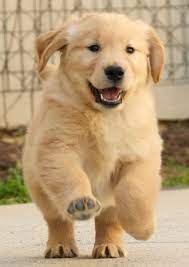 Golden Retriever Puppy Running Retriever Puppy Cute Dogs Baby Dogs