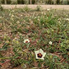 Image result for Hibiscus tridactylites