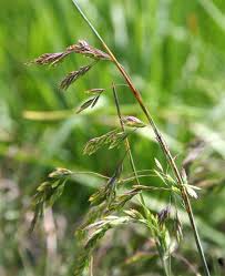 Image result for Poa binata