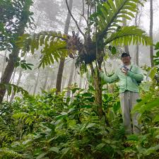 Image result for Drynaria volkensii